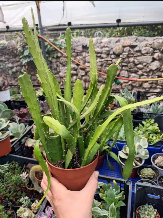 Epyphyllum Red Tip