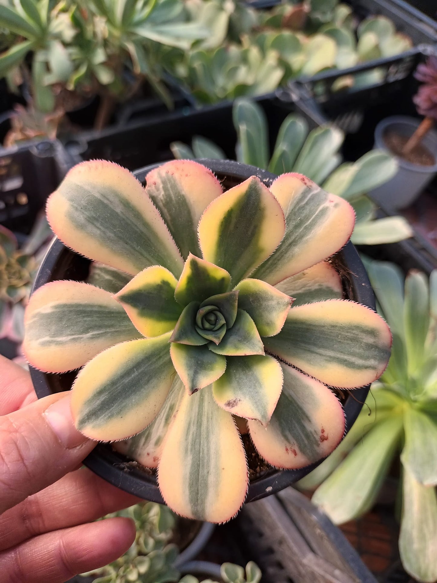 Aeonium Florence