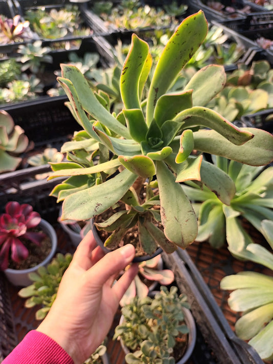 Aeonium Lancerrotense