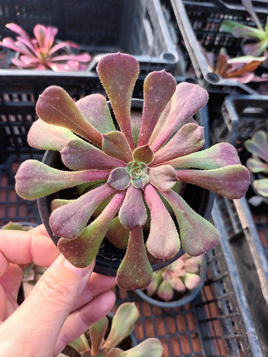 Aeonium Morticia