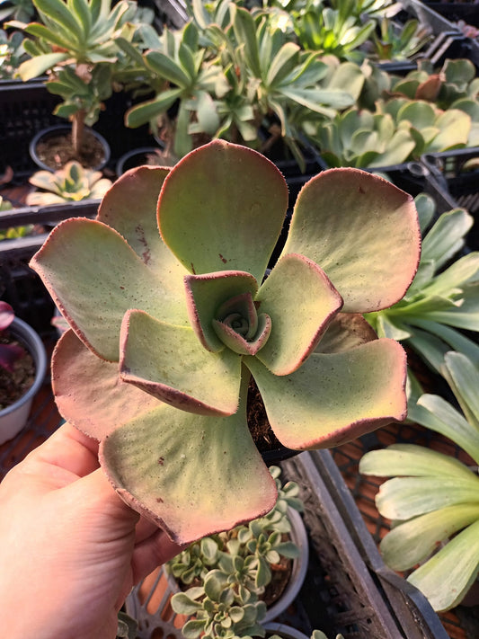 Aeonium Nobile