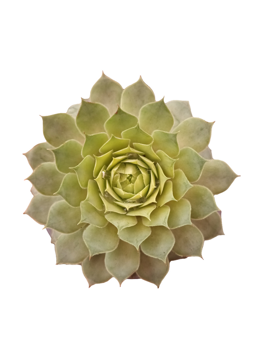 Sempervivum nugget