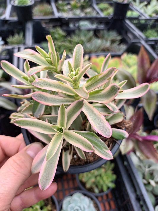 Crassula Capitella Campfire Variegata