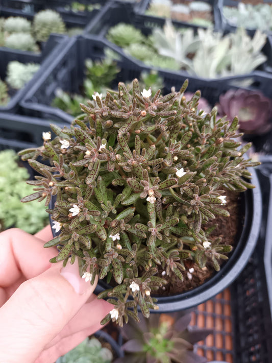 Crassula Humbertii