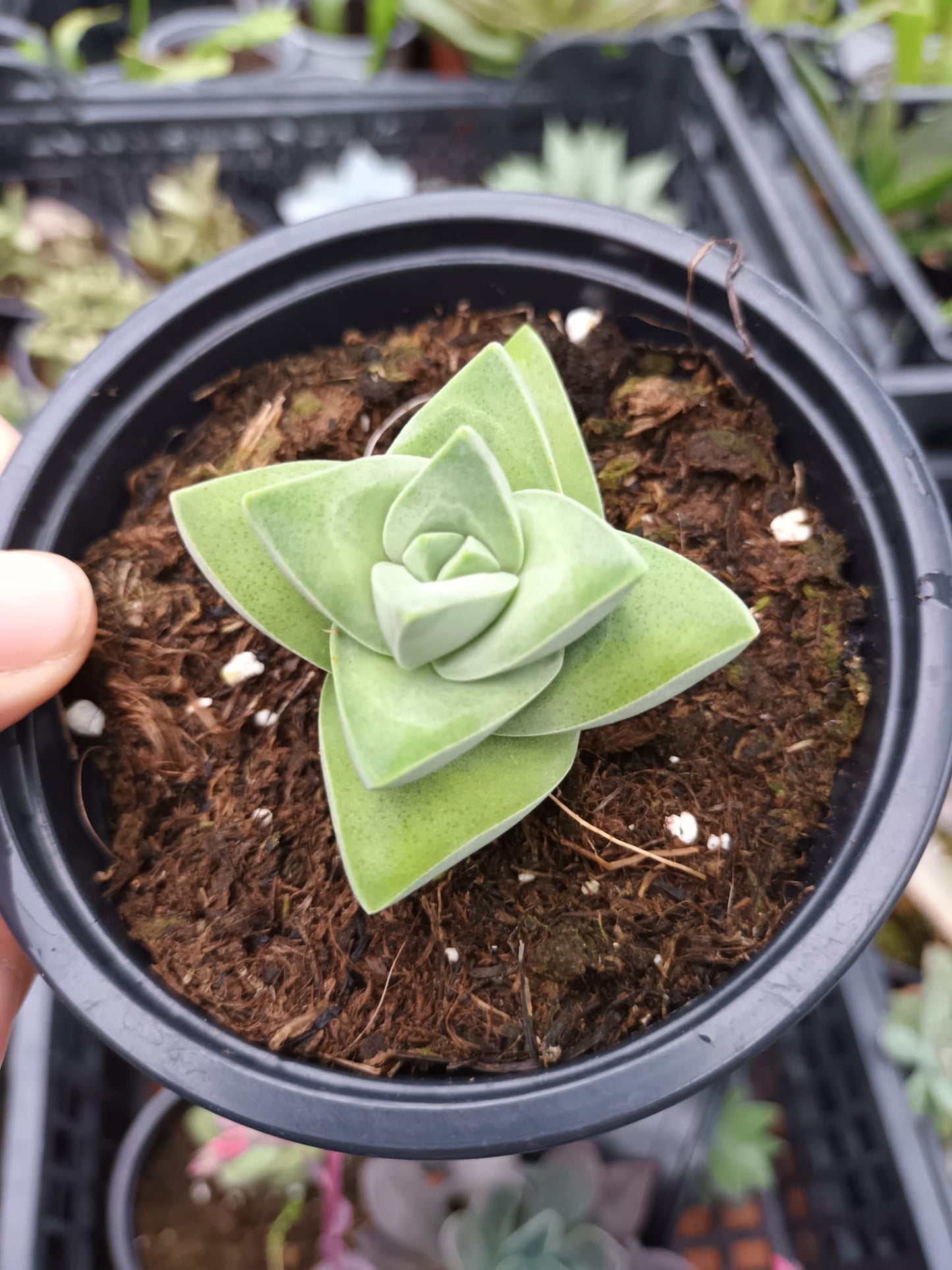 Crassula Moonglow