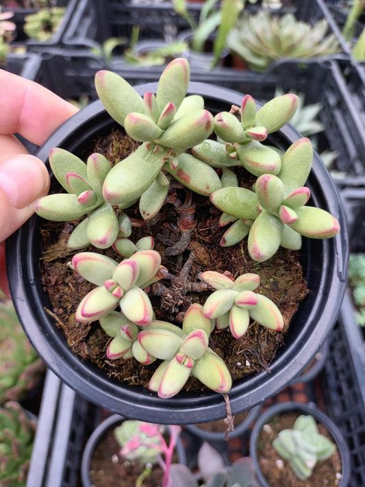 Crassula Nadicularis Herrei ‼️OUTLUET ‼️