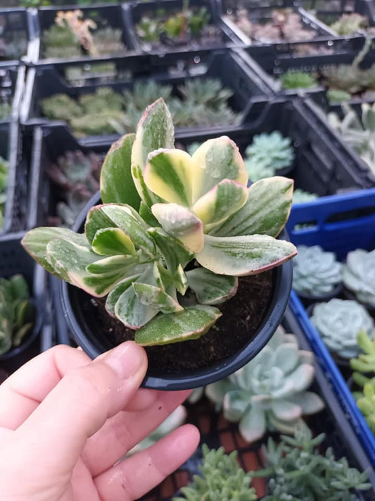 Crassula Ovata Variegata Lemon Lime