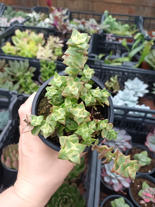Crassula Perforata Variegata