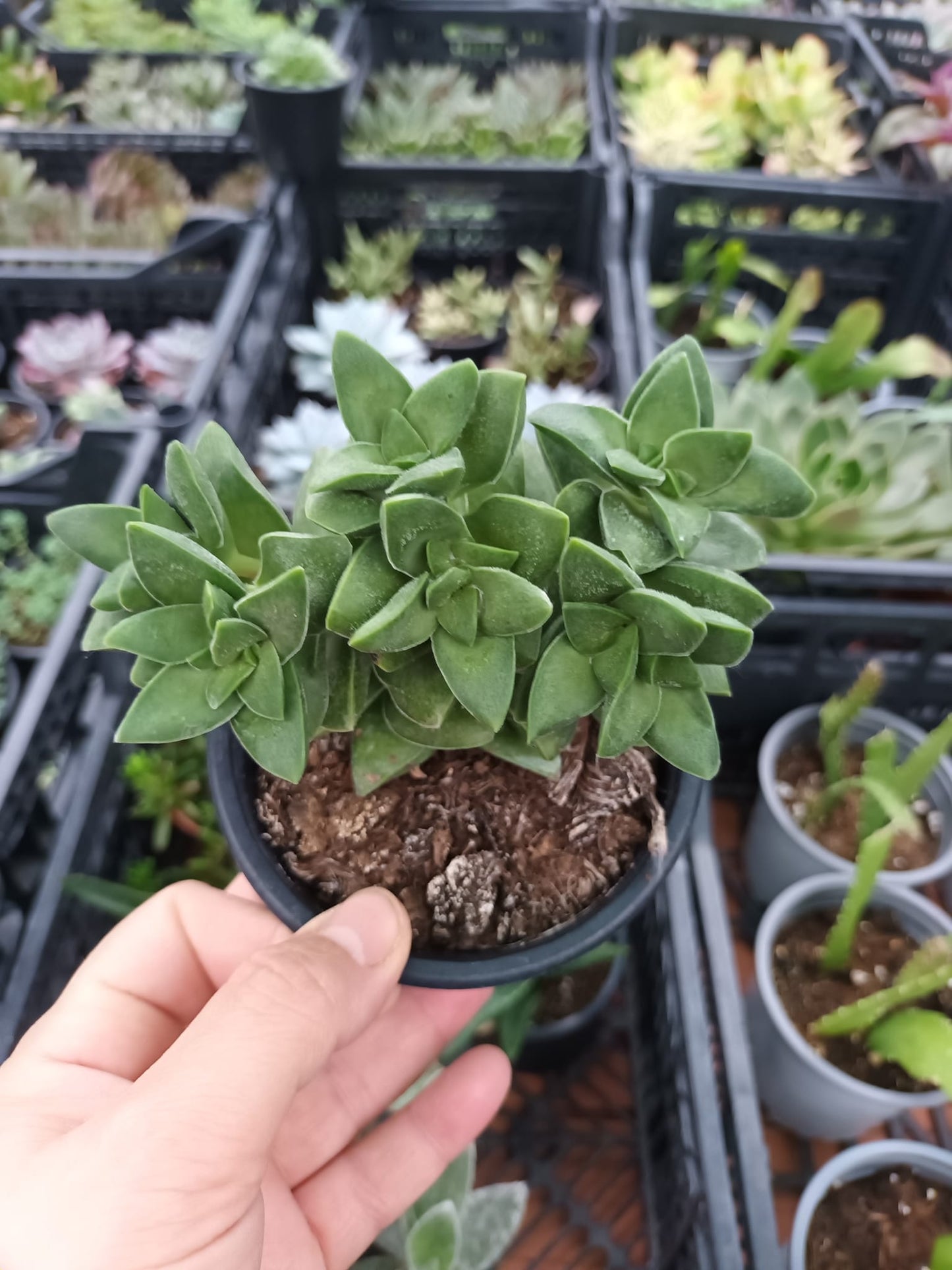 Crassula Springtime