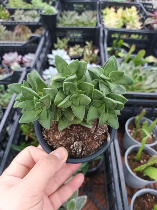 Crassula Springtime