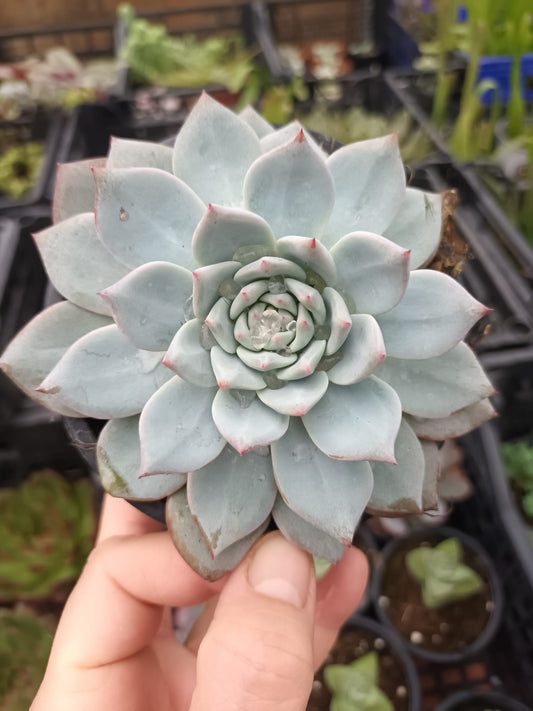 Echeveria Blue Bird