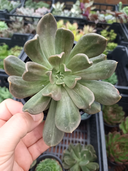 Echeveria Curve