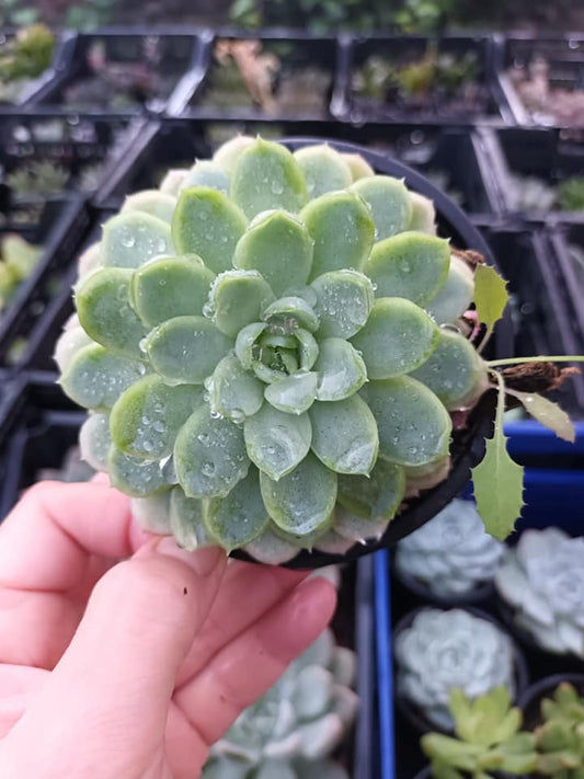 Echeveria Elegance