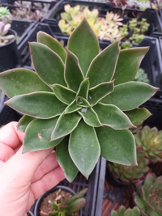 Echeveria Mexicana