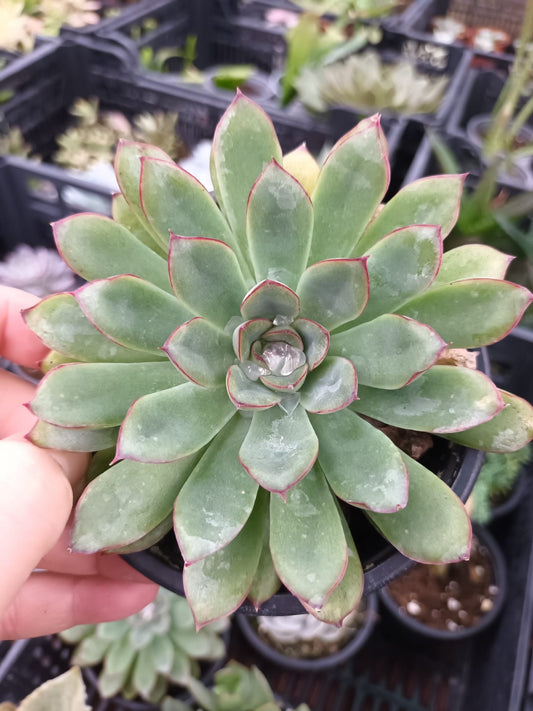 Echeveria Pulidonis Híbrida