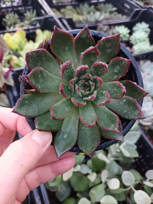 Echeveria Red Edge