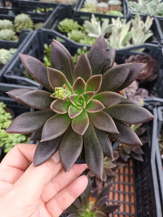 Echeveria Serrana