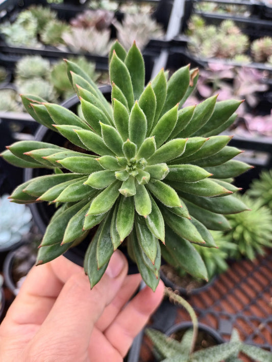 Echeveria Spruce Oliver