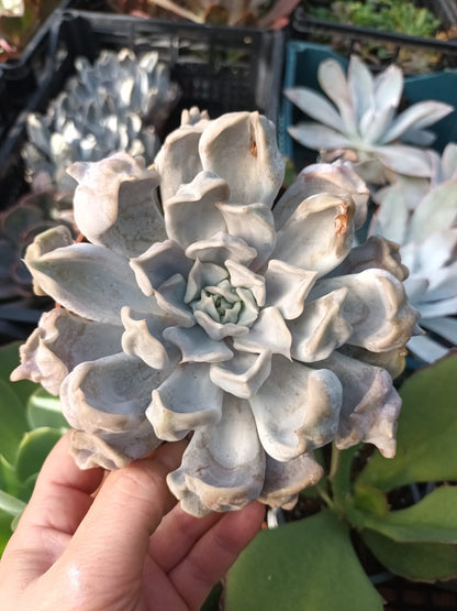 Echeveria Thriller Pearl