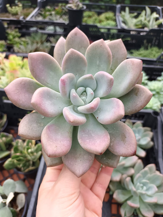 Graptoveria Opalina