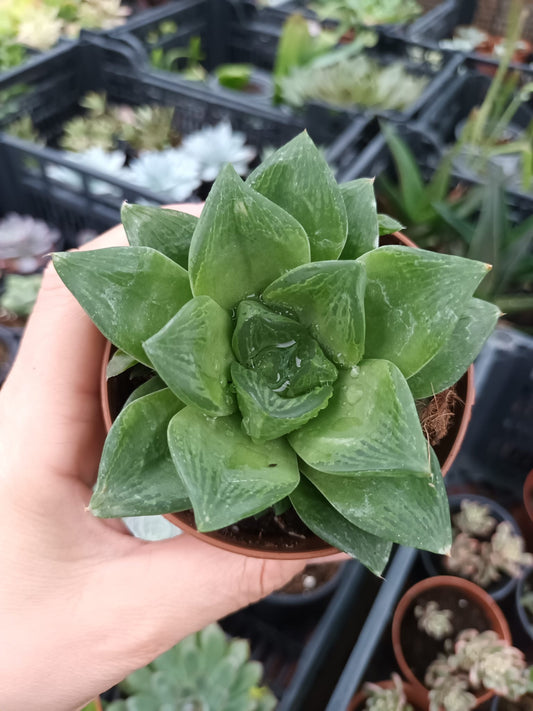 Haworthia King