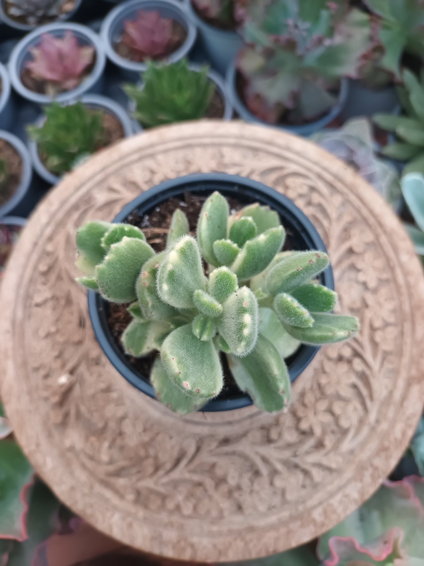 Cotyledon tomentosa subs. ladismithiensis f. variegata