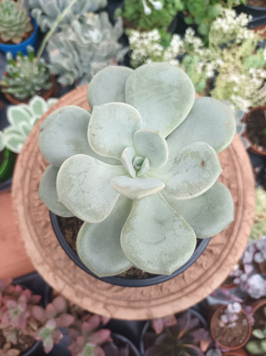 Echeveria Margaret