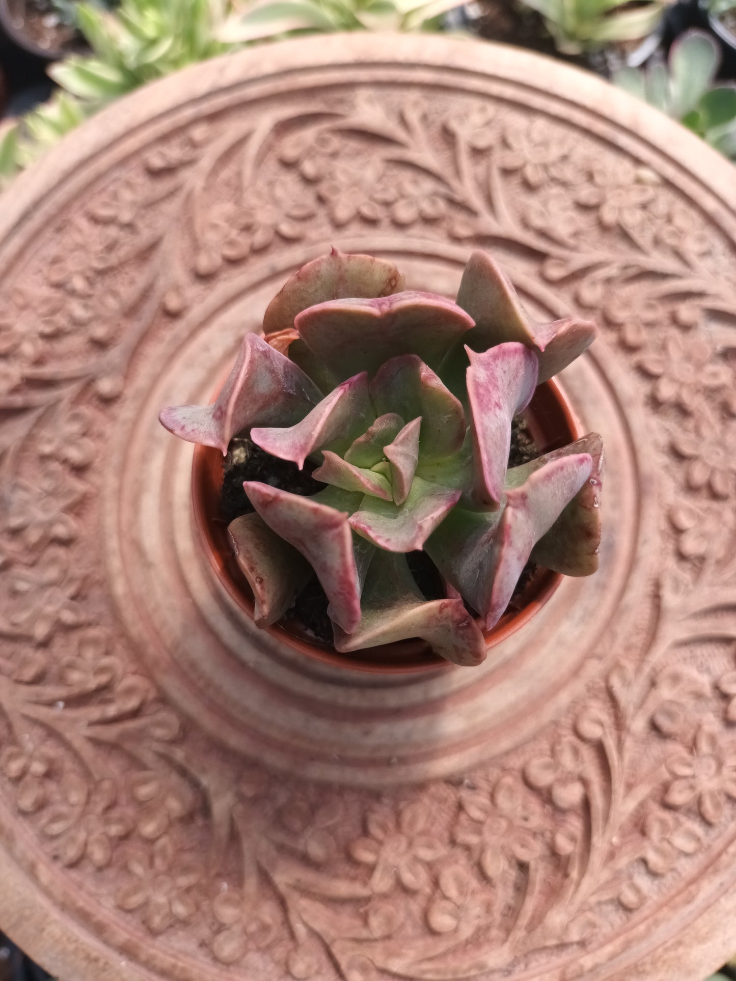 Echeveria Dark Vader