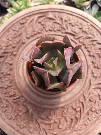 Echeveria Dark Vader