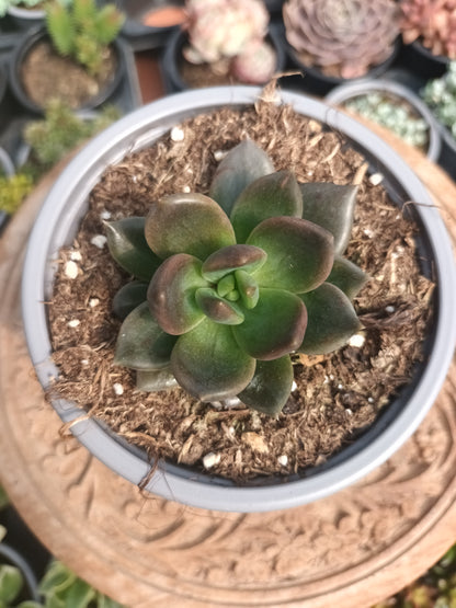Echeveria Mamba