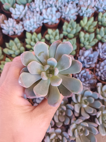 Graptoveria Black Racon