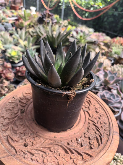 Echeveria affins