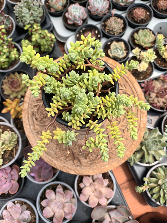 Sedum oaxacanum