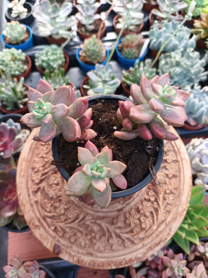 Graptosedum bronce