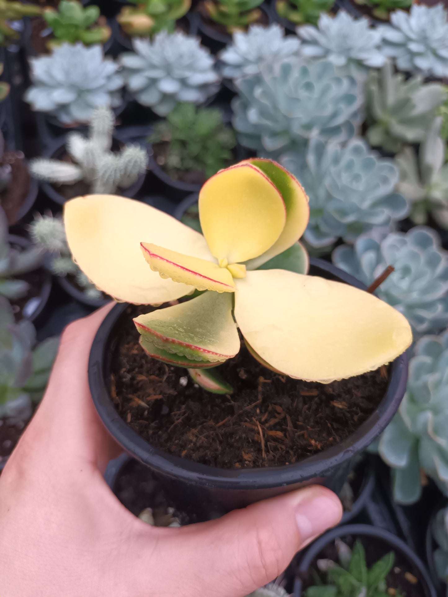 Crassula ovata blue Bird