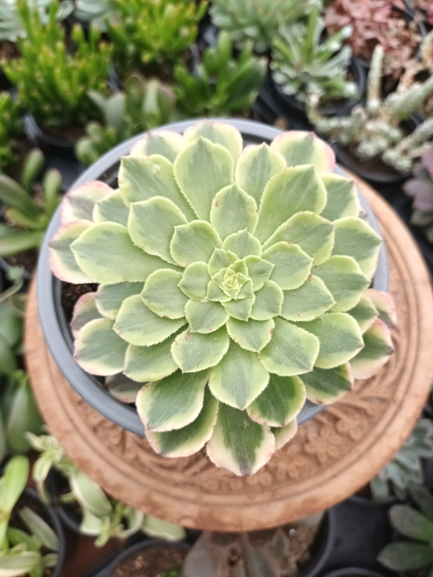 Aeonium fiesta