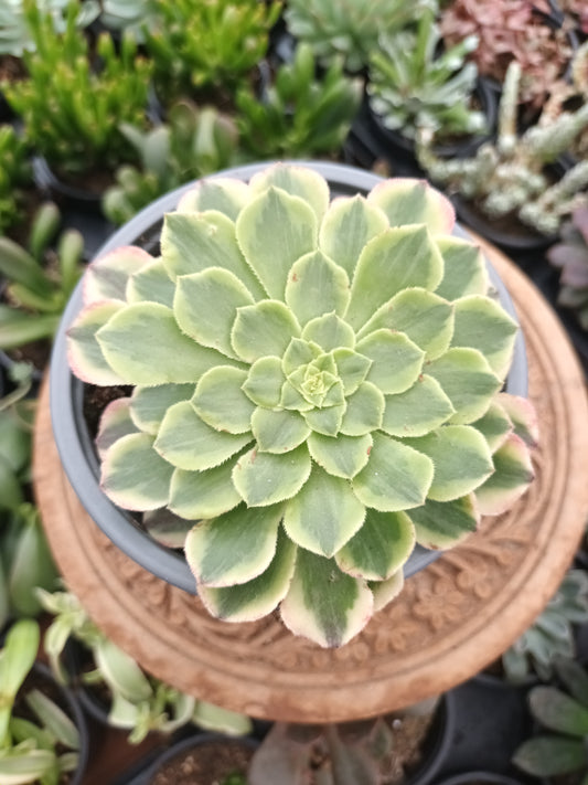 Aeonium fiesta