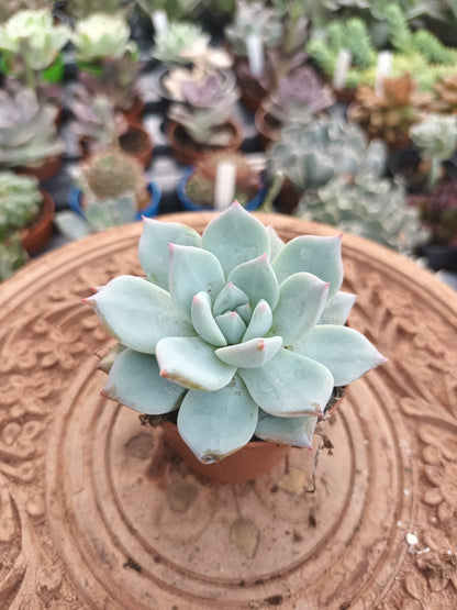 Echeveria Blue Bird