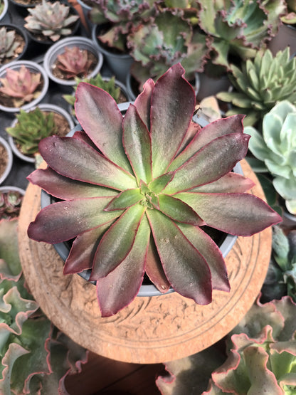 Echeveria racemosa minas