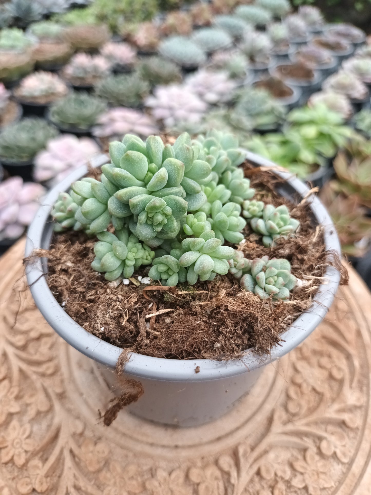 Sedum perez de la rosae