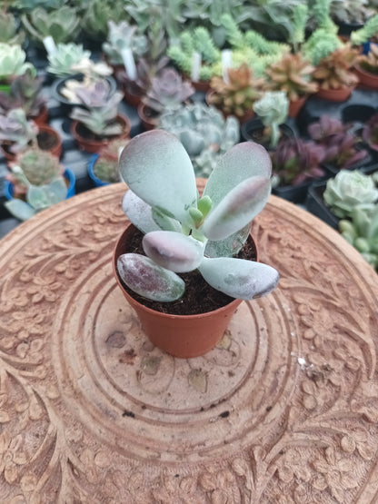 Cotyledon orbiculata higginsiae