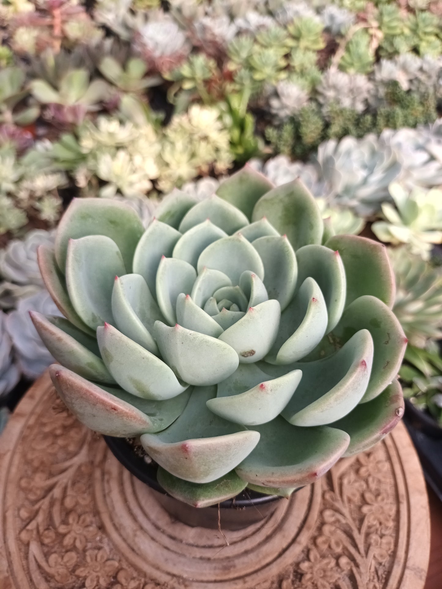 Echeveria Salmón