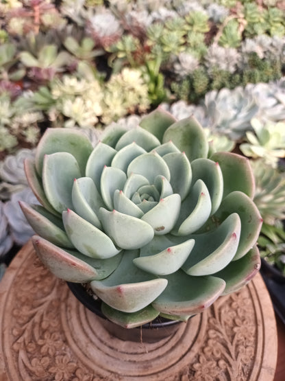 Echeveria Salmón