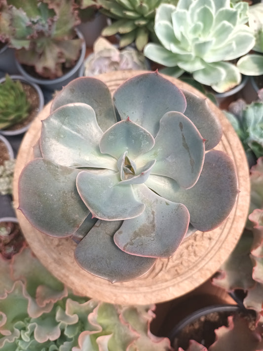Echeveria Dusty Rose