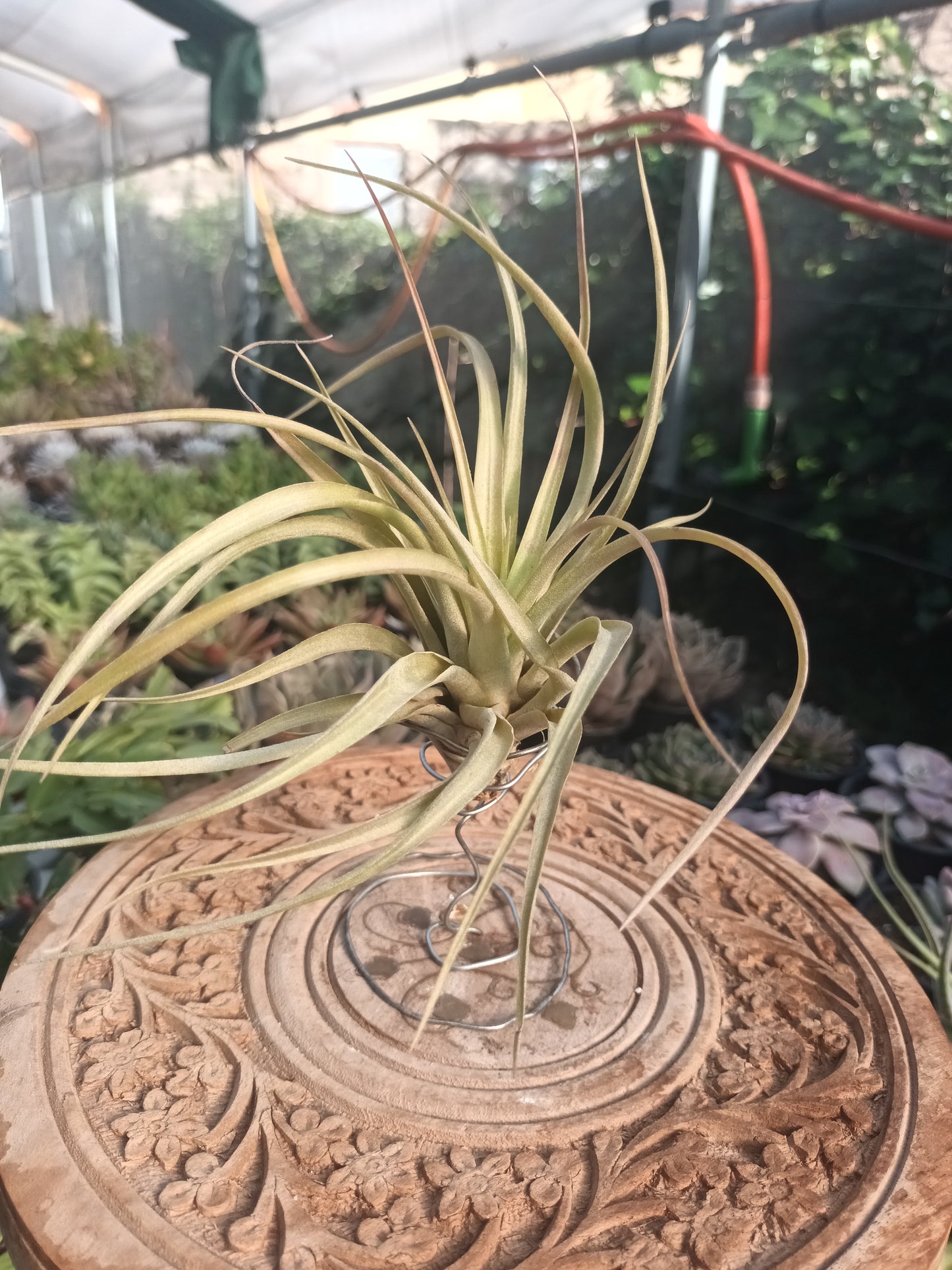 Tillandsia brachycaulos var.brachycaulos M