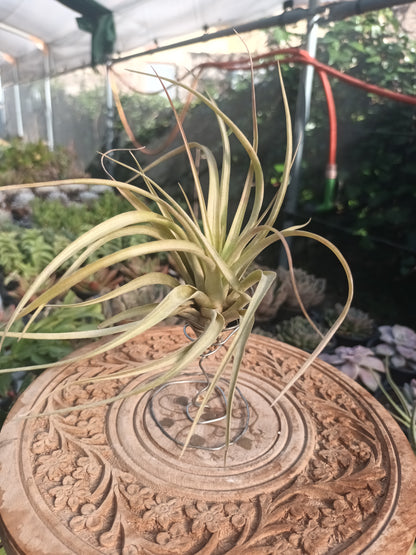 Tillandsia brachycaulos var.brachycaulos M
