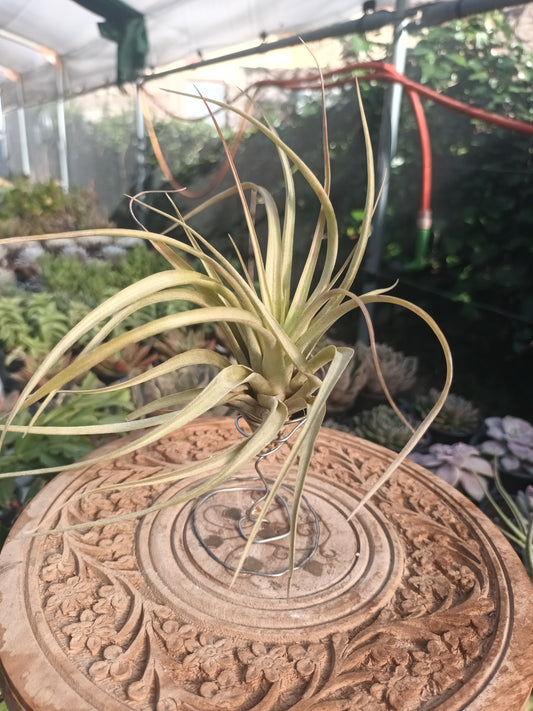 Tillandsia brachycaulos var.brachycaulos M
