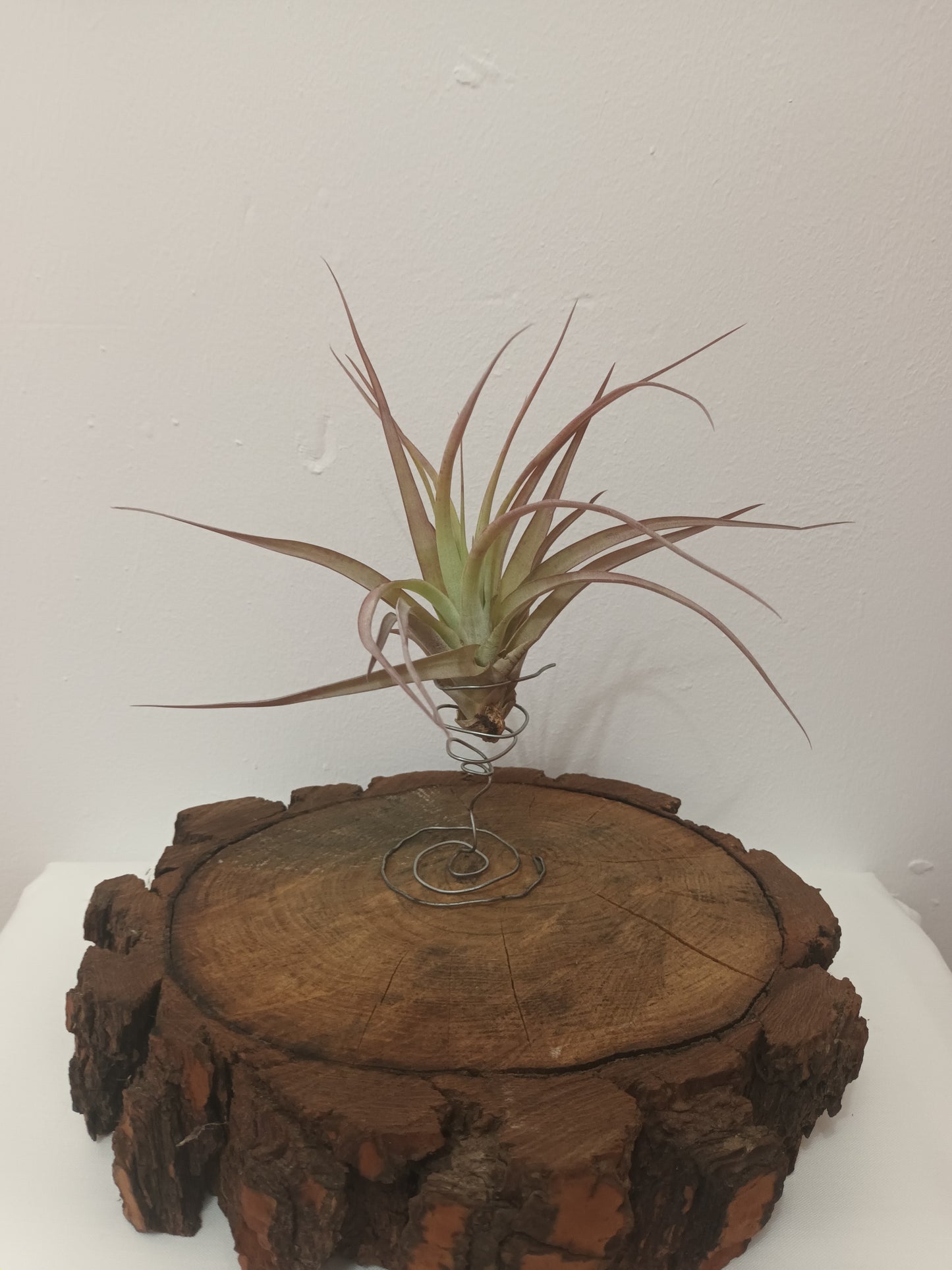 Tillandsia brachycaulos var.brachycaulos M