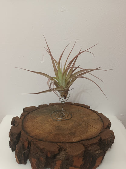 Tillandsia brachycaulos var.brachycaulos M