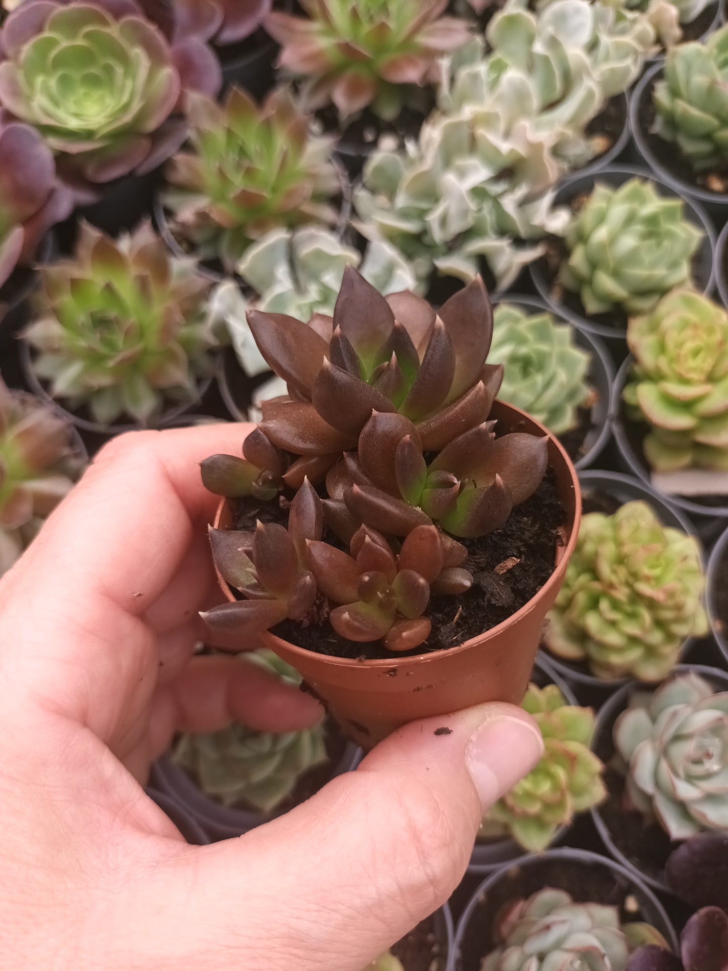 Echeveria Gótica